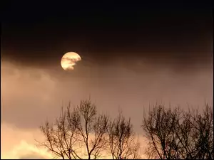 Wieczór, Księżyc, Wierzchołki, Drzew