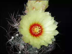 Kremowy, Kwiat, Kaktus