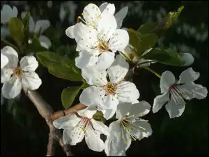Mirabelki, Kwitnące, Drzewo