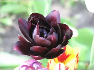 Ciemny, Tulipan