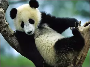 Panda, Wielka