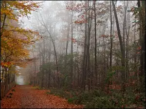 Drzewa, Kolorowe, Krajobraz, Liście, Jesieni, Dróżka