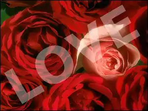Love, Pąki, Róż