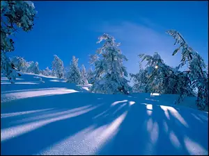 Zima, Śnieg, Las, Świerki