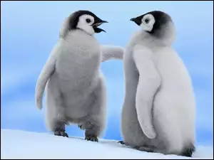 Pingwiny, Dwa, Małe