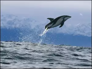 Delfin, Skok