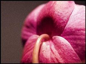 Makro, Różowa, Orchidea