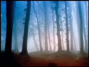 Las, Mgła, Smukłe, Drzewa