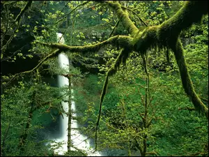 Wodospad, Roślinność, Oregon, Bujna