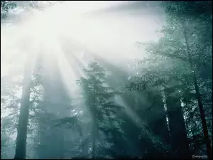 Las, Przechodzące Światło