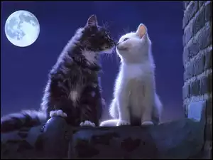 Miłość, Dwa, Pełnia, Koty, Księżyca