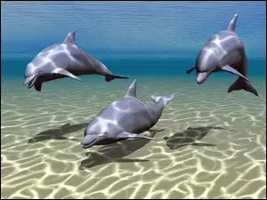 Delfiny, 3D