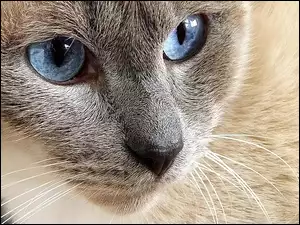 Kot, Oczy, Pyszczek, Niebieskie