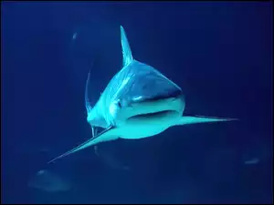 Rekin, Głębia