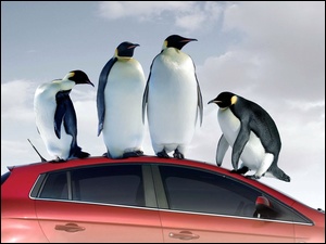 Pingwiny, Samochód