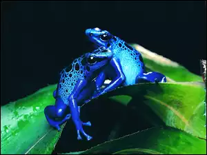 Żaby, Dwie, Niebieskie