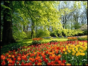 Holandia, Tulipany, Park, Drzewa