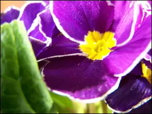 Prymula, Fioletowy, Kwiat