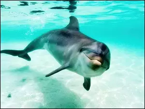 Delfin, Płetwy