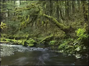 Las, Rzeka, Stare, Drzewa