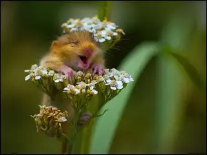 Kwiat, Zadowolona, Myszka
