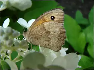Bzu, Motyl, Kwiat