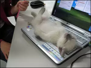 Kot, Odpoczynek, Klawiatura, Laptop