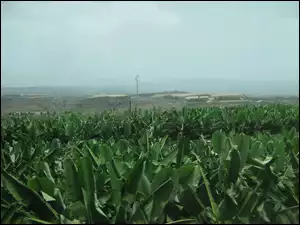 Plantacja, Bananów
