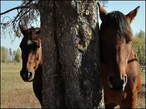 Drzewo, Dwa, Konie