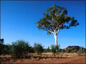Drzewo, Australia, Krajobraz, Pustynny