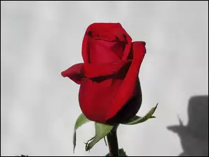 Cień, Czerwona, Róża