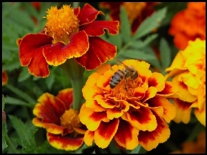 Pszczoła, Kwiatki
