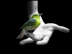 Ręka, Zielony, Ptak