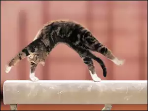 Kot, Gimnastyka