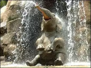 Słoń, Kąpiel