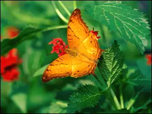 Pokrzywy, Pomarańczowy, Motyl