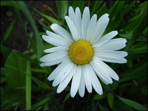 Kwiat, Rumianek