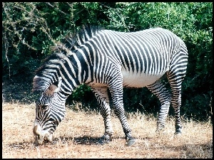 Mała, Zebra