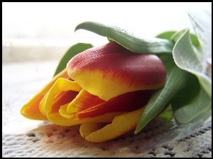 Tulipan, Obrus