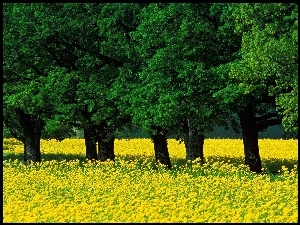 Łąka, Wiosna, Drzewa, Zielone, Żółta