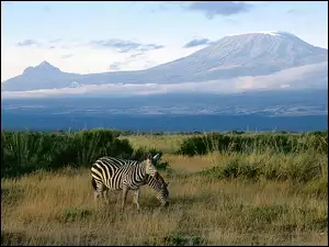 kilimandżaro, Zebra, góra