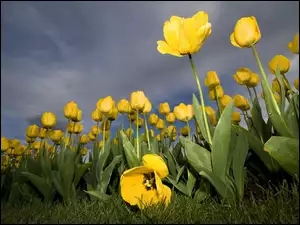 Plantacja, Żółte, Tulipany