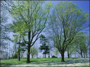 Drzewa, Wiosenna, Zieleń