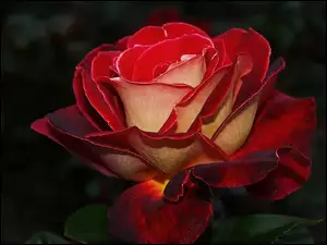 Róża, Płatki