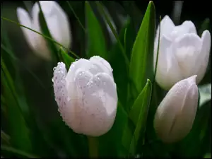 Białe, Liście, Tulipany, Zielone