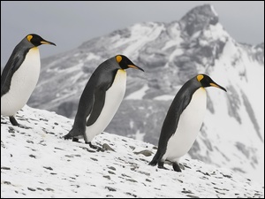 Lodowa, Pingwiny, Góra