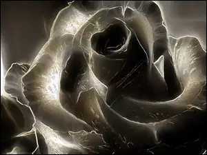 Ciemna, Róża