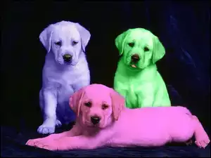 Retrievery, Kolorowe, Labradory