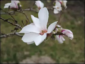 Magnolii, Białe, Kwiaty