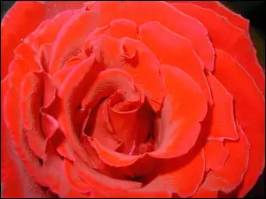 Róża, Rozwinięta, Czerwona